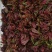 精品香椿芽？可每天供货500公斤