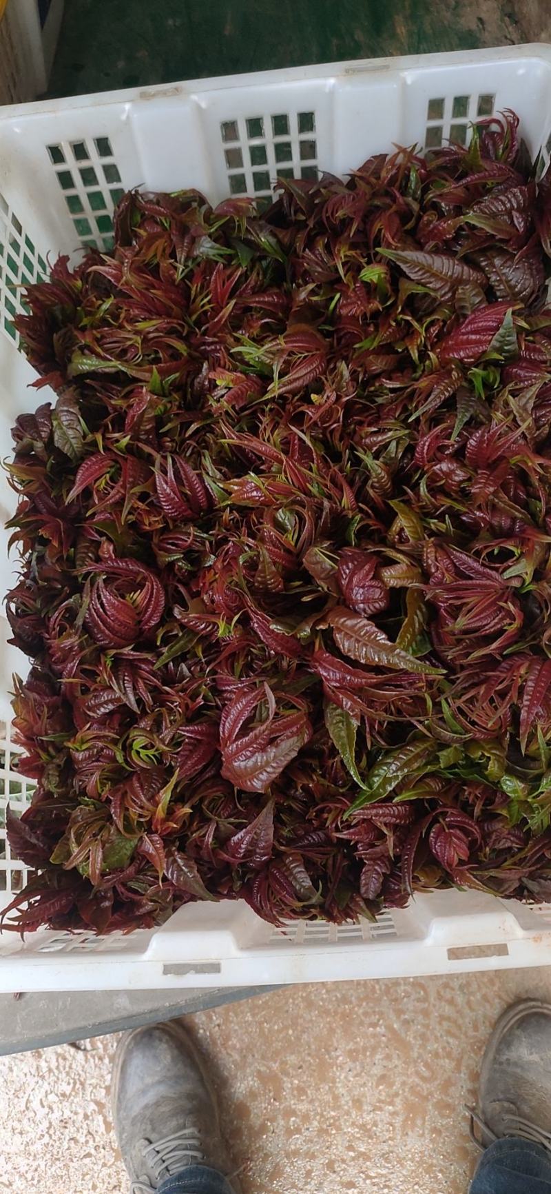 精品香椿芽？可每天供货500公斤