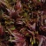 精品香椿芽？可每天供货500公斤