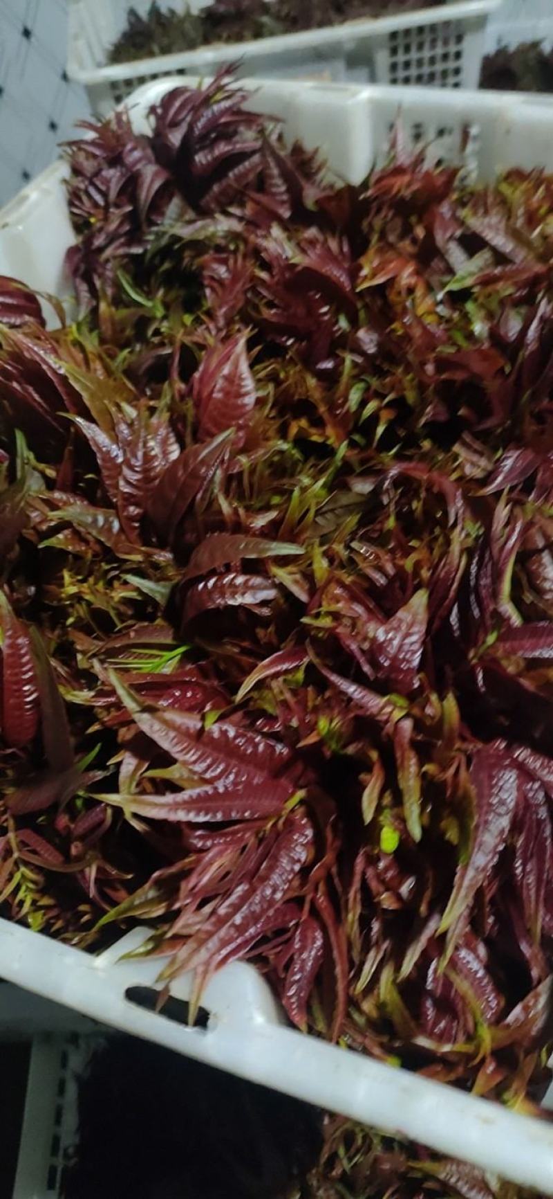 精品香椿芽？可每天供货500公斤