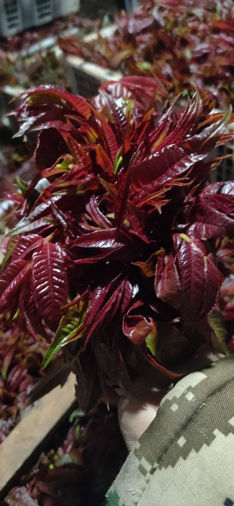 精品香椿芽？可每天供货500公斤