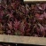 精品香椿芽？可每天供货500公斤