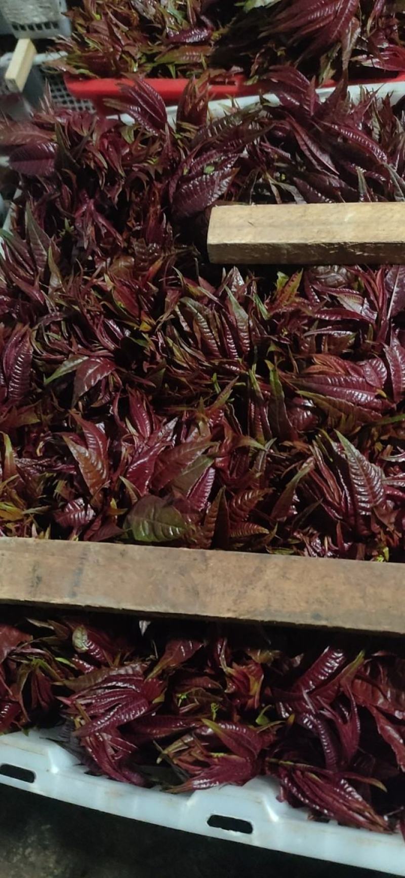 精品香椿芽？可每天供货500公斤