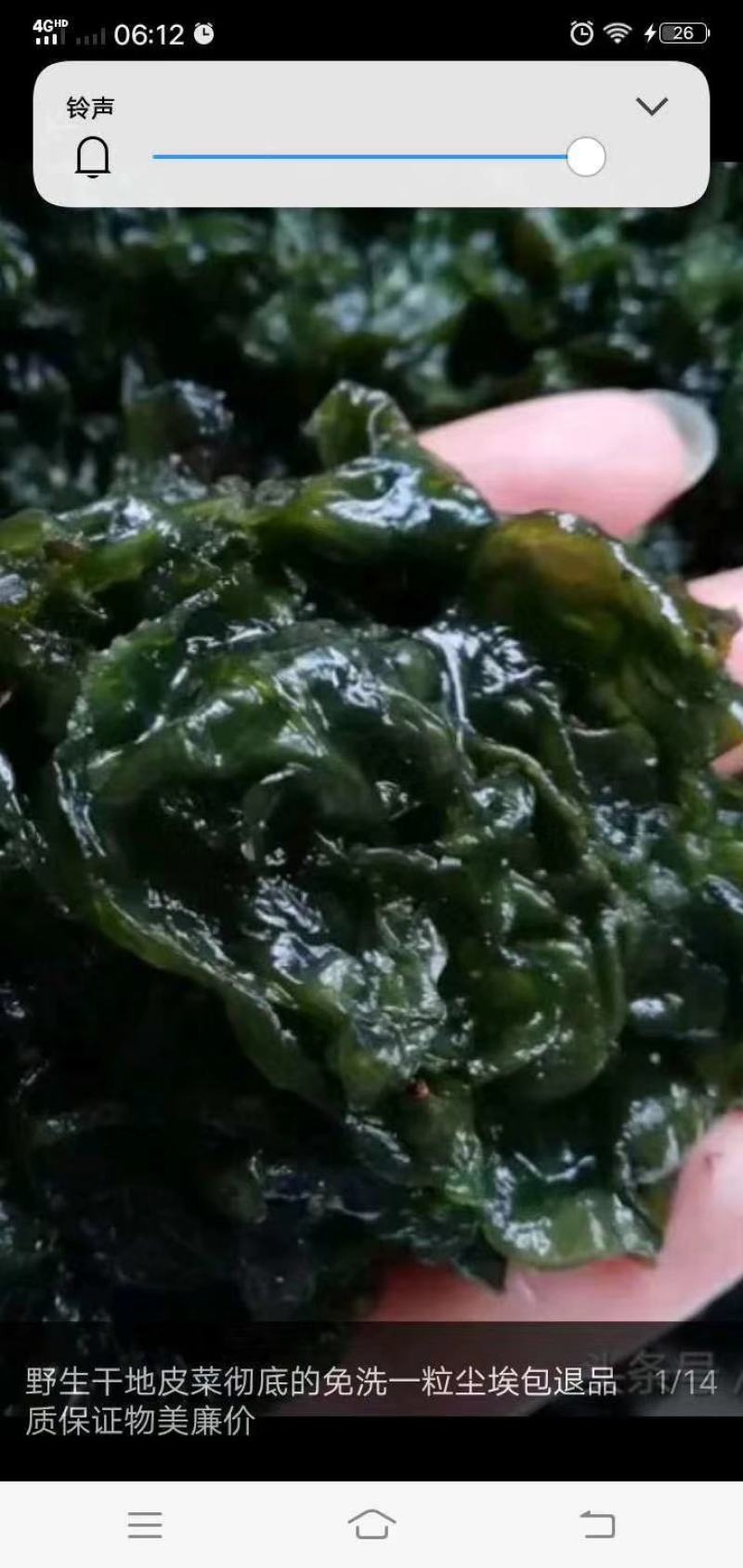 地皮菜，第衣，来自大自然的馈赠，舌尖上的美食！
