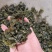 地皮菜，第衣，来自大自然的馈赠，舌尖上的美食！