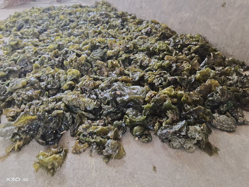 地皮菜，第衣，来自大自然的馈赠，舌尖上的美食！