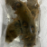 活体海参，全国发货，保货，一件代发，无沙，可以直食