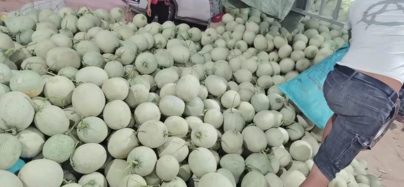 西州蜜
