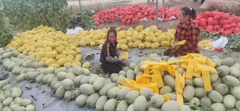 西州蜜