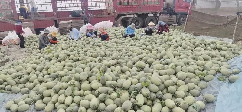 西州蜜