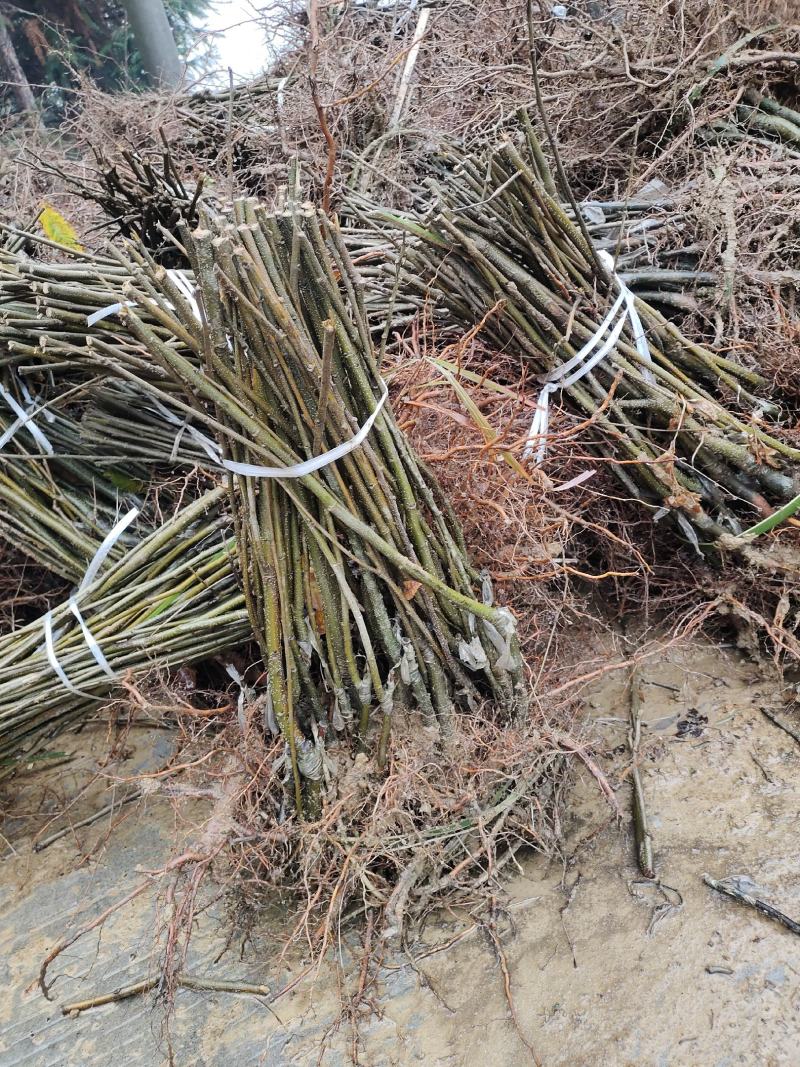 常德桃源杂交板栗嫁接苗现挖现发保质保量价格可谈