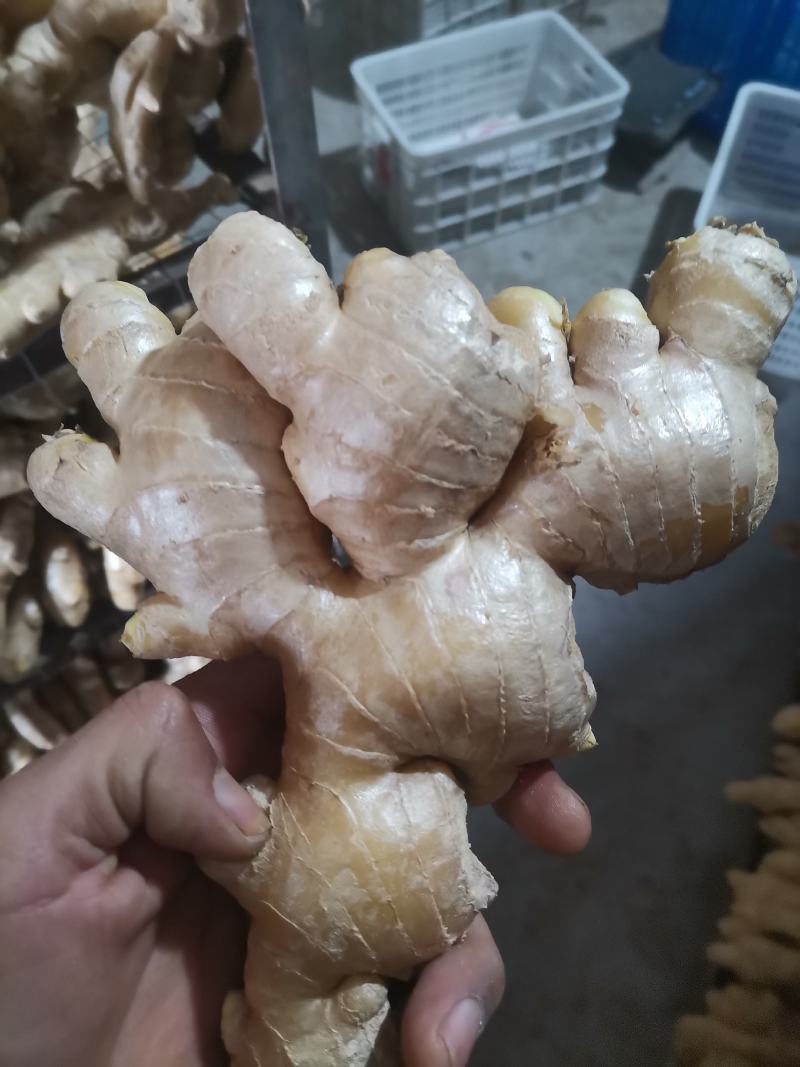 昌邑大姜，水洗产地直供一手货源诚信经营保证质量，全国供应