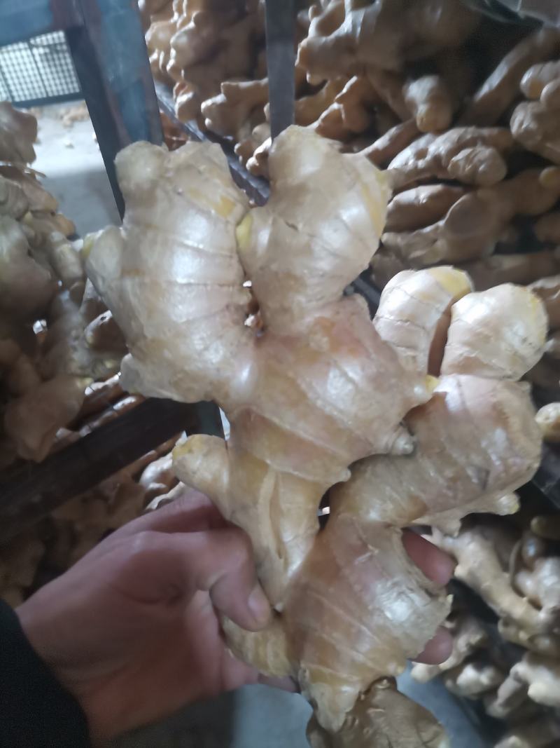 昌邑大姜，水洗产地直供一手货源诚信经营保证质量，全国供应