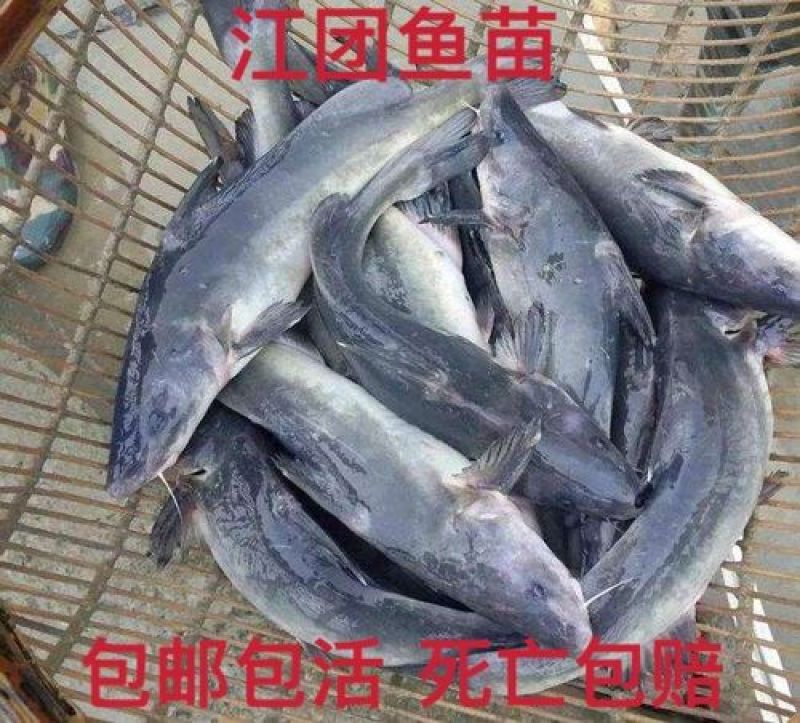 鮰鱼苗江团鱼苗规格齐全量大从优支持云贵川陕甘