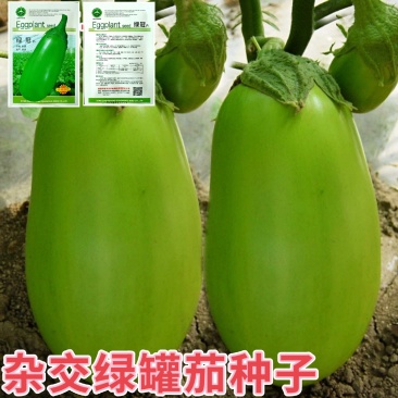 绿罐茄种子青罐子茄种子绿茄子种子青茄子种子油绿色不发白