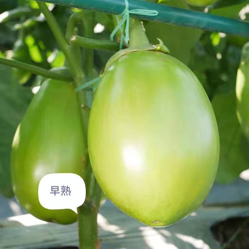 绿罐茄种子青罐子茄种子绿茄子种子青茄子种子油绿色不发白