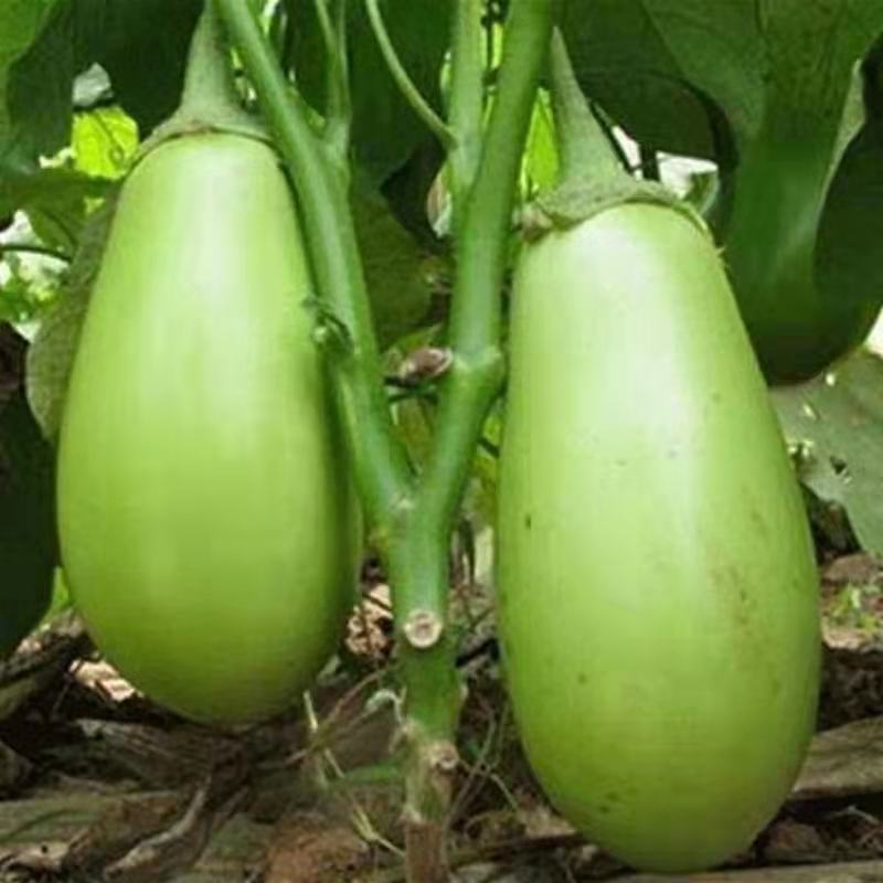 绿罐茄种子青罐子茄种子绿茄子种子青茄子种子油绿色不发白