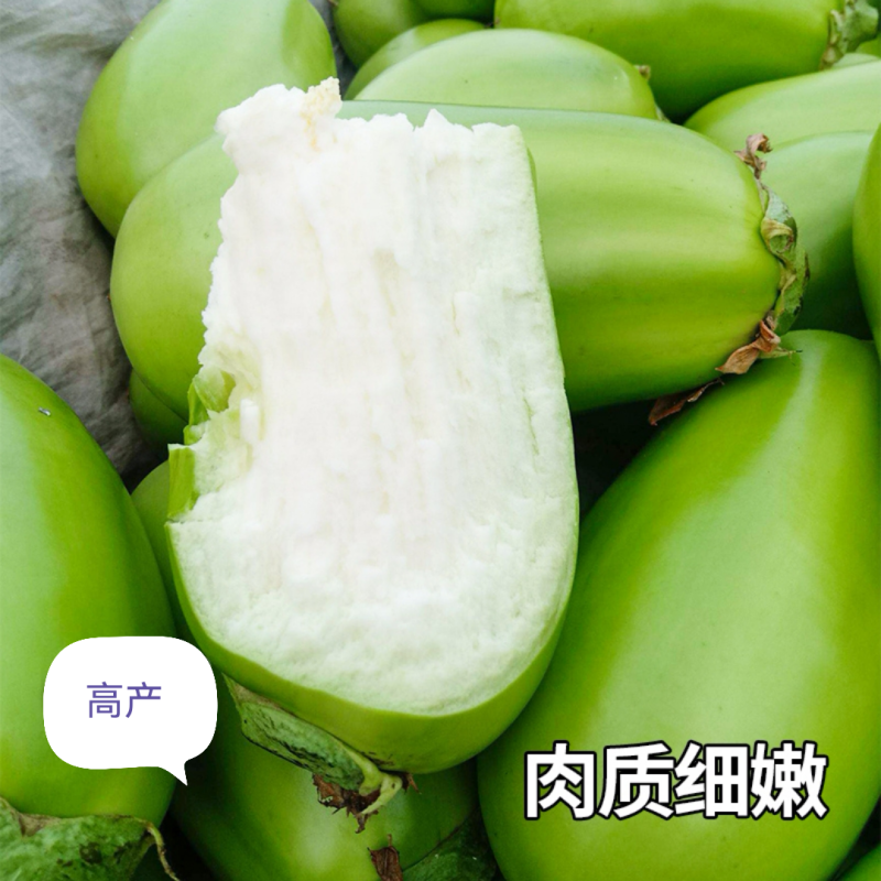 绿罐茄种子青罐子茄种子绿茄子种子青茄子种子油绿色不发白