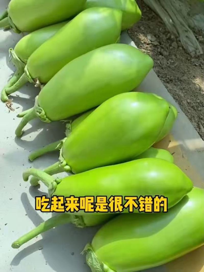 绿罐茄种子青罐子茄种子绿茄子种子青茄子种子油绿色不发白