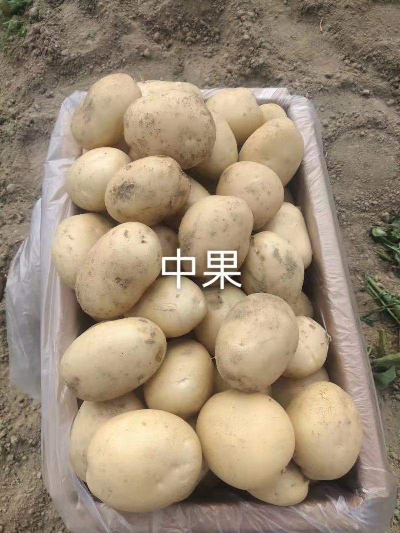 土豆红皮黄心合作88土豆基地直供量大从优对接全国