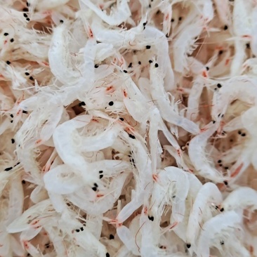 虾皮