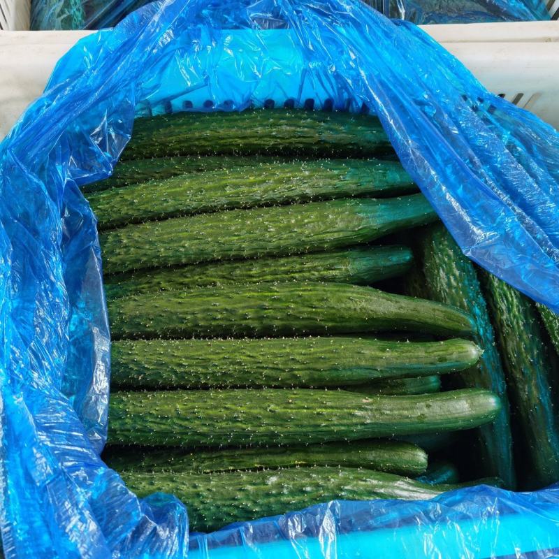 【精选】精品大棚黄瓜密刺黄瓜新鲜黄瓜大量上市一手货源