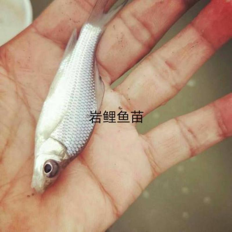 鱼苗岩原鲤鱼苗规格齐全基地直供量大从优支持云贵川甘