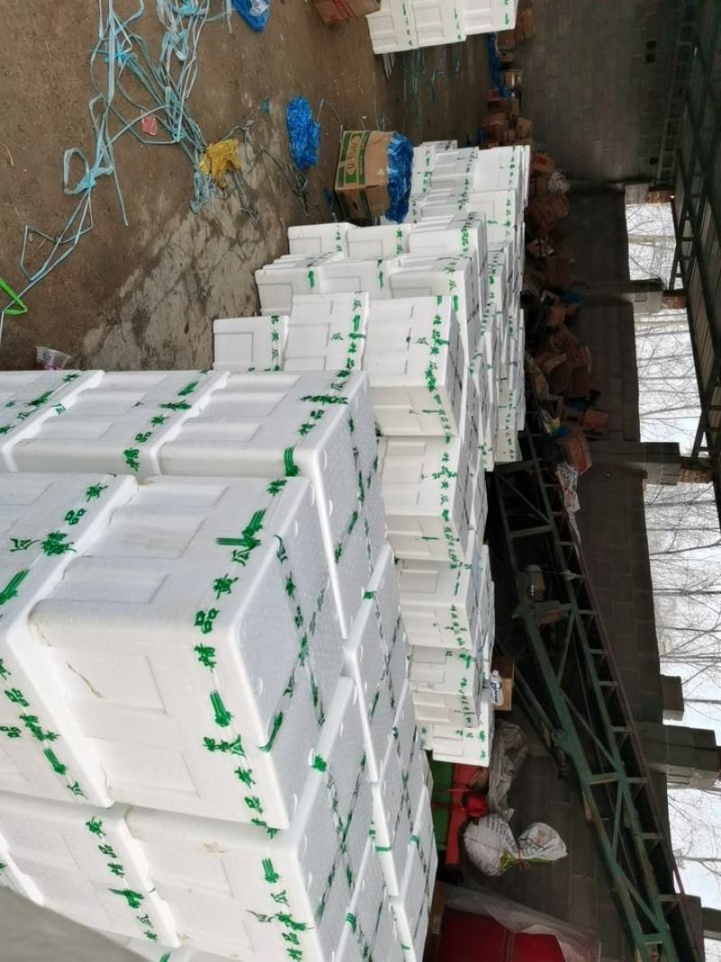【精选】精品大棚黄瓜密刺黄瓜新鲜黄瓜大量上市一手货源