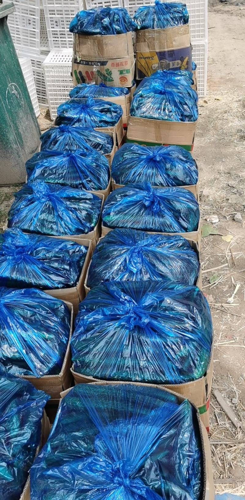 【精选】精品大棚黄瓜密刺黄瓜新鲜黄瓜大量上市一手货源