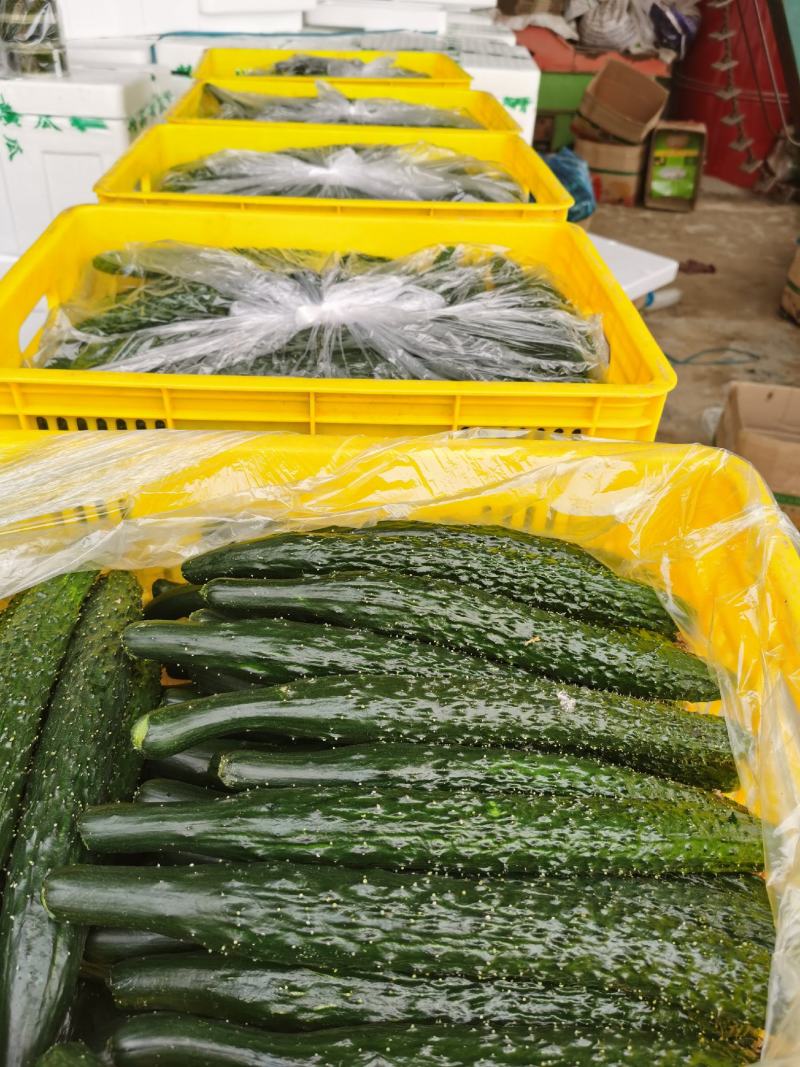 【精选】精品大棚黄瓜密刺黄瓜新鲜黄瓜大量上市一手货源