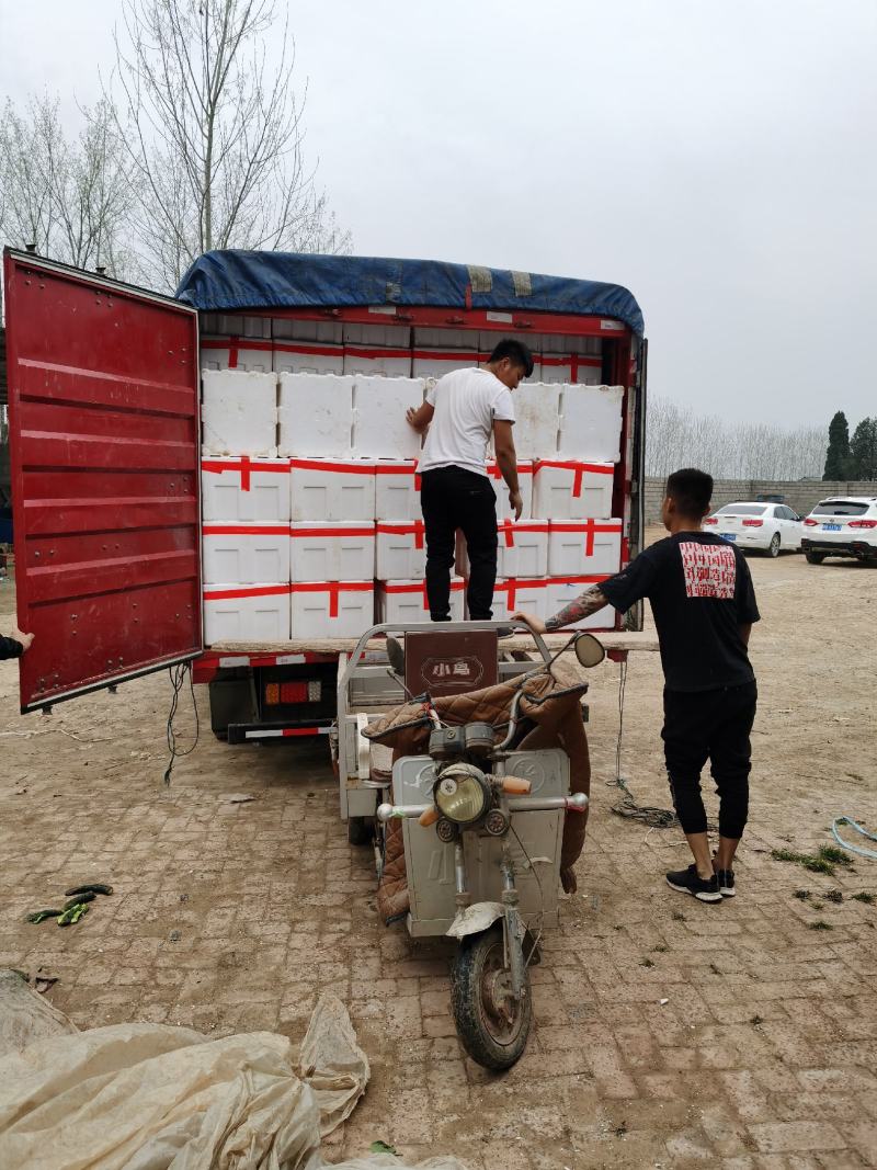 【精选】精品大棚黄瓜密刺黄瓜新鲜黄瓜大量上市一手货源