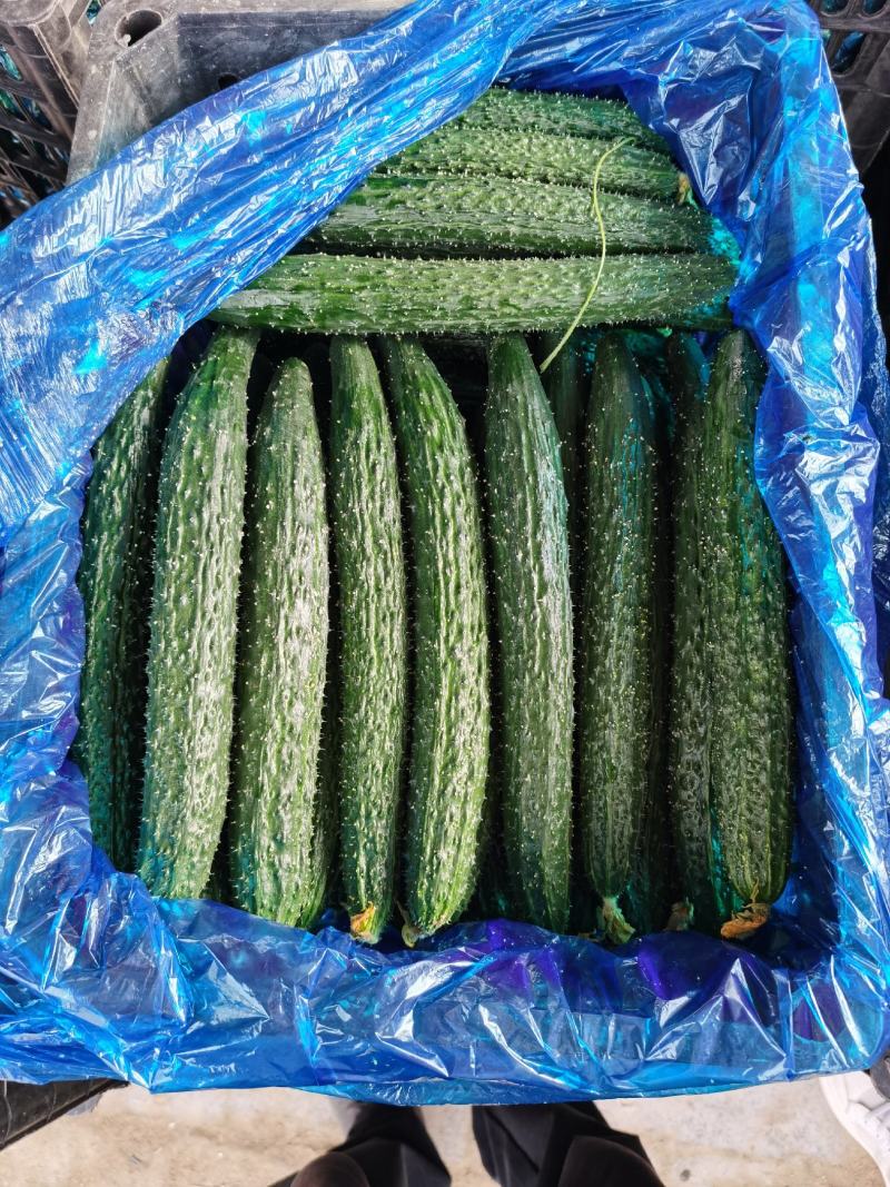 【精选】精品大棚黄瓜密刺黄瓜新鲜黄瓜大量上市一手货源