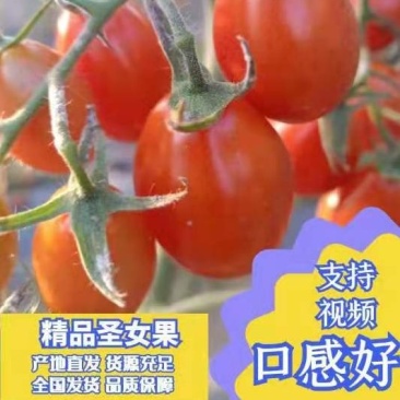 精品碱地圣女果酸甜可口产地直销全国发货