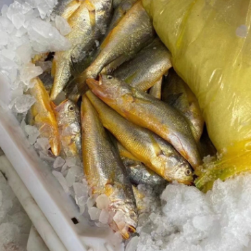 东海小黄鱼10条每斤500克