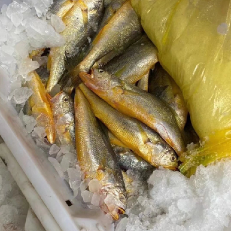 东海小黄鱼10条每斤500克