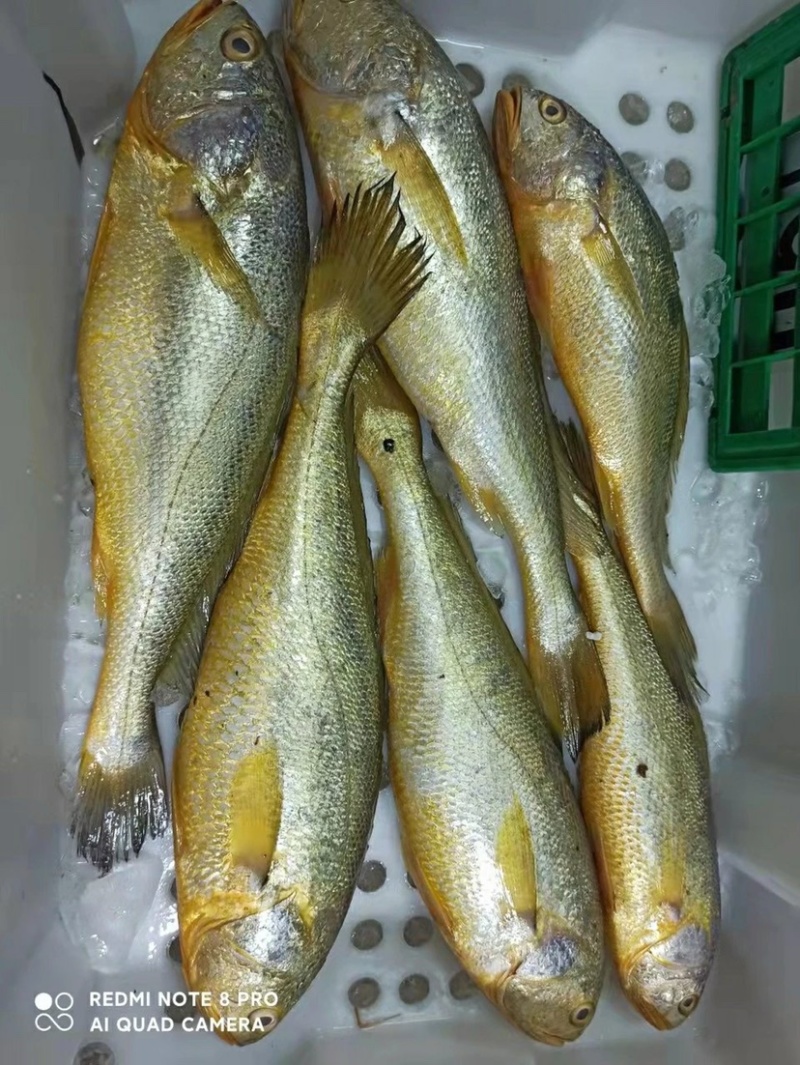 东海小黄鱼10条每斤500克