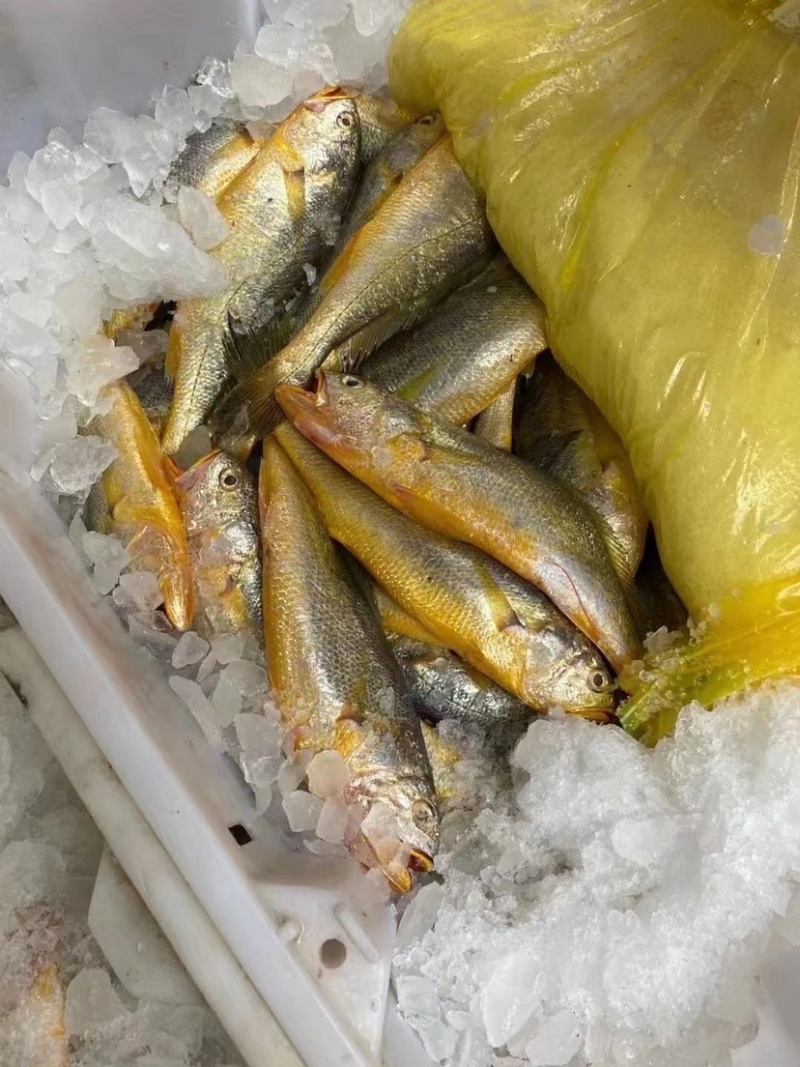 东海小黄鱼10条每斤500克