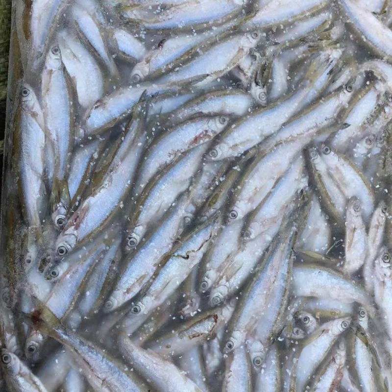 白条鱼