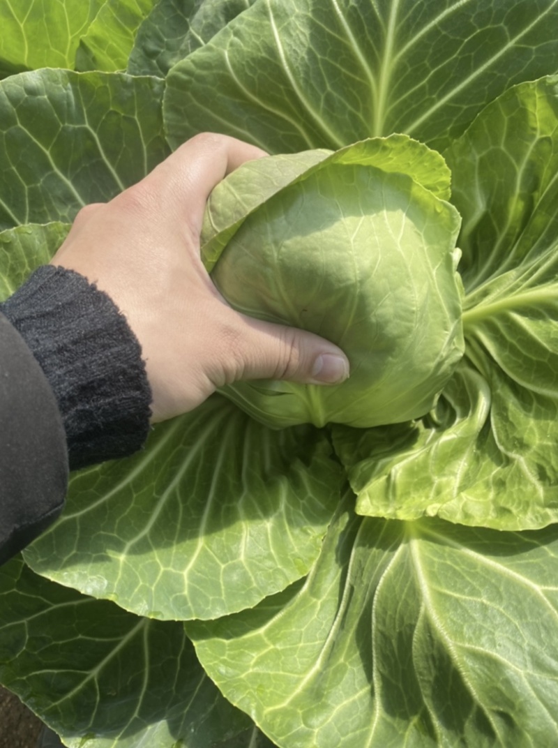临沂市莒南县精品甘蓝颜色绿质量好大量供应
