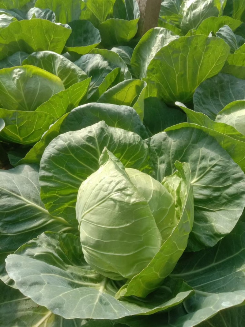 临沂市莒南县精品甘蓝颜色绿质量好大量供应
