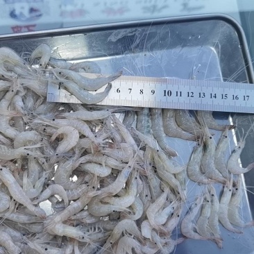 白米虾