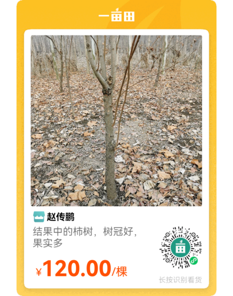 出售6年的柿子树