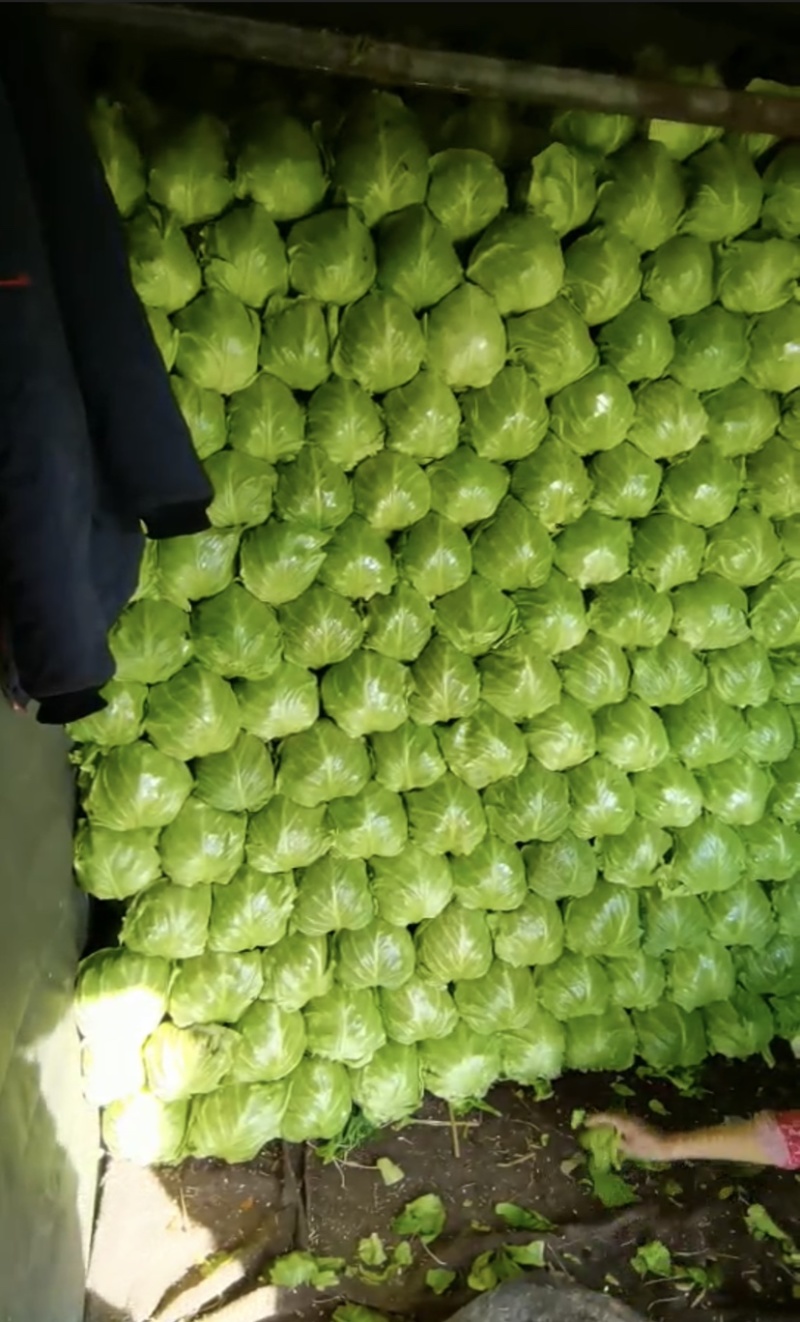 临沂市莒南县精品甘蓝颜色绿质量好大量供应