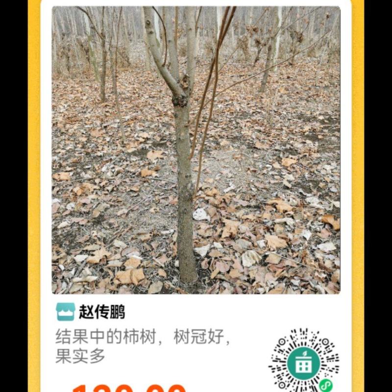 出售6年的柿子树