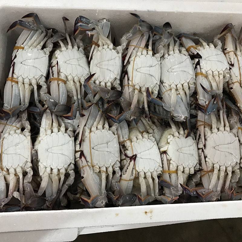 新鲜冷冻梭子蟹母蟹海鲜水产大螃蟹批发价大白蟹东海海鲜
