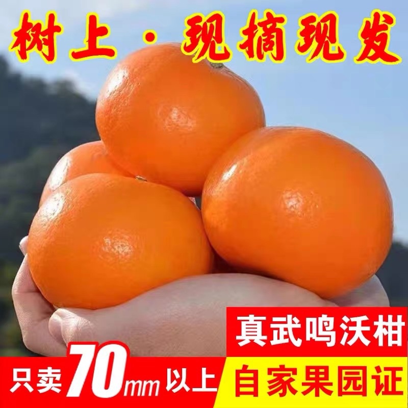 沃柑一件代发整车批发落地配快手抖音欢迎对接各个渠道