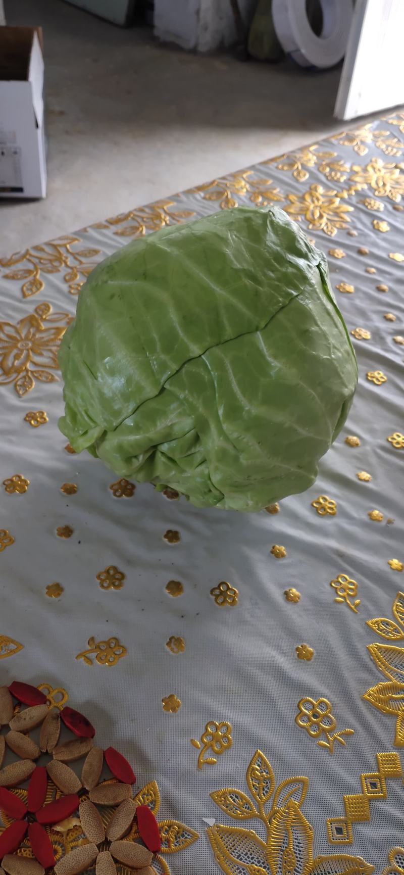 山东精品甘蓝大量上市产地直发品质保障欢迎选购