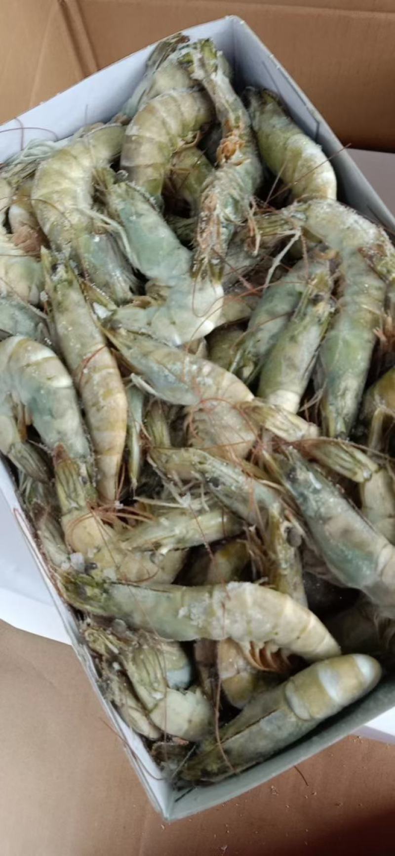 16-20头一斤大青头虾，白灼不黑头，合适酒席，市场，
