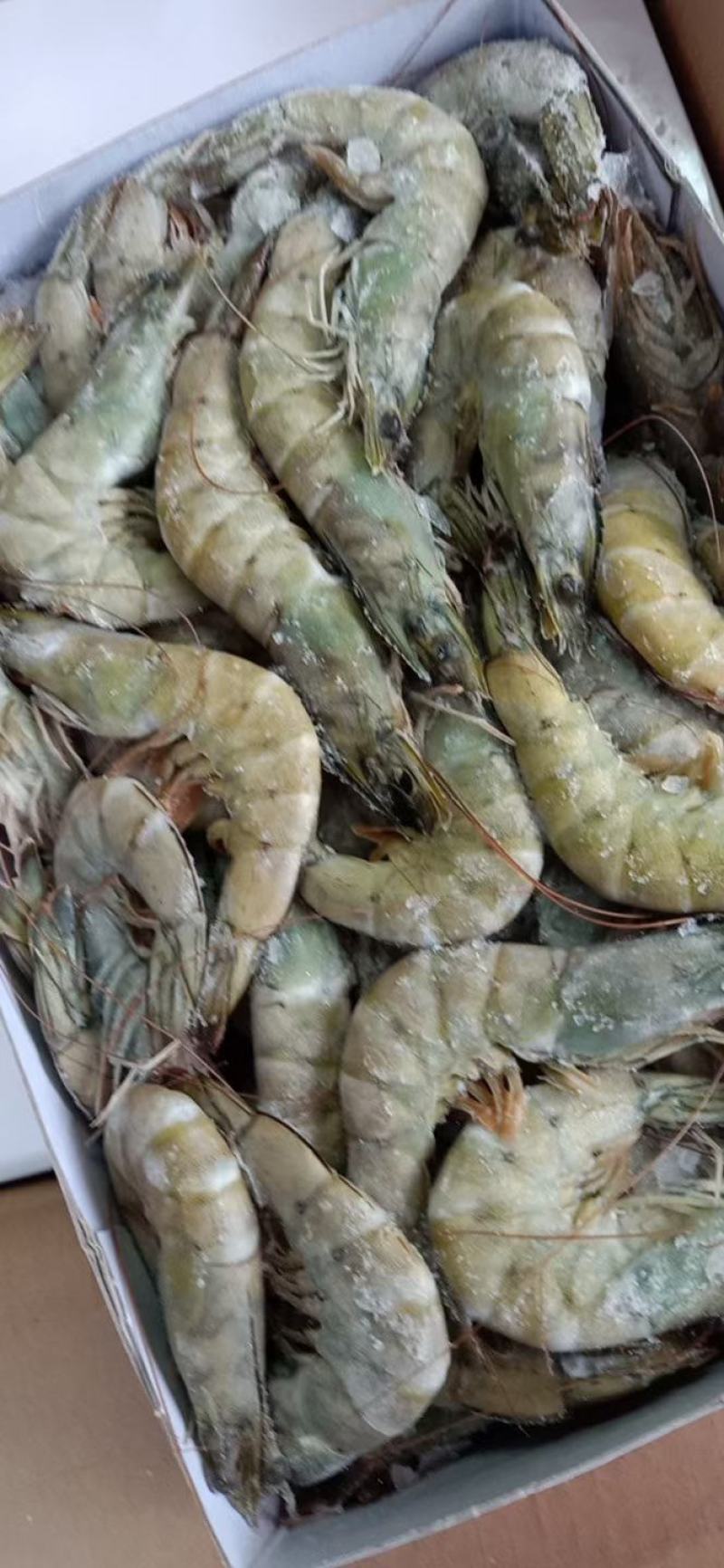 16-20头一斤大青头虾，白灼不黑头，合适酒席，市场，