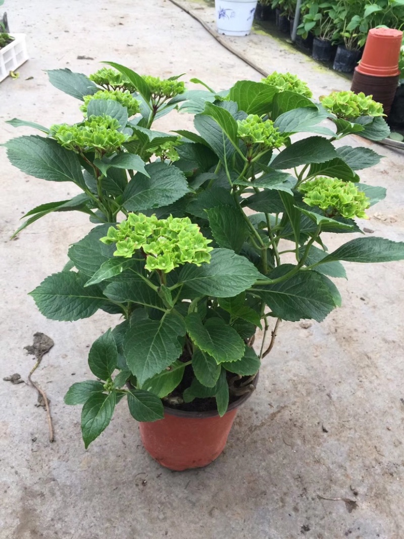 绣球花，绣球无尽夏绿化绣球，粉花绣球八仙花